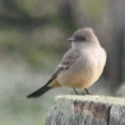 Say's Phoebe